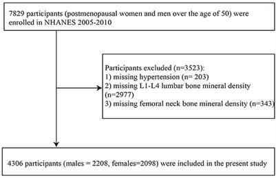 The role of hypertension in bone mineral density among males older than 50 years and postmenopausal females: evidence from the US National Health and Nutrition Examination Survey, 2005–2010